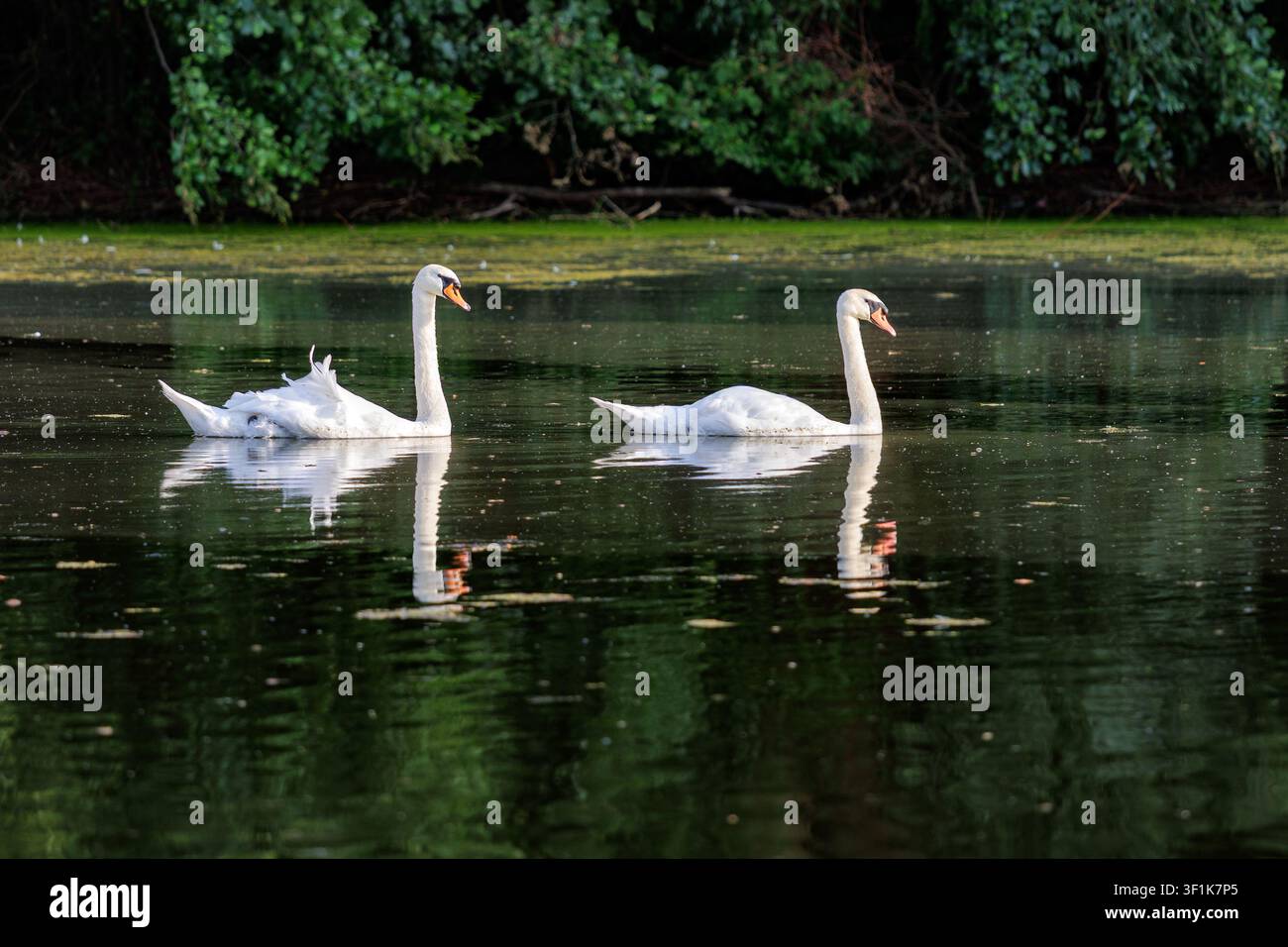 Paar mute Schwäne gleiten über einen ruhigen See mit Spiegelungen in einer friedlichen natürlichen Umgebung Stockfoto