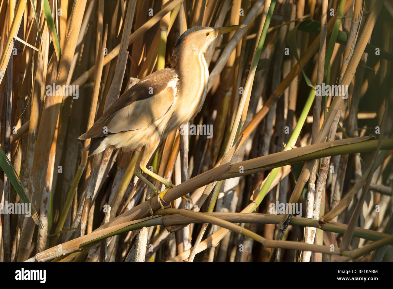 Männlicher Zwergibis zwischen Schilf und Vegetation eines Feuchtgebiets im ersten Morgenlicht Stockfoto
