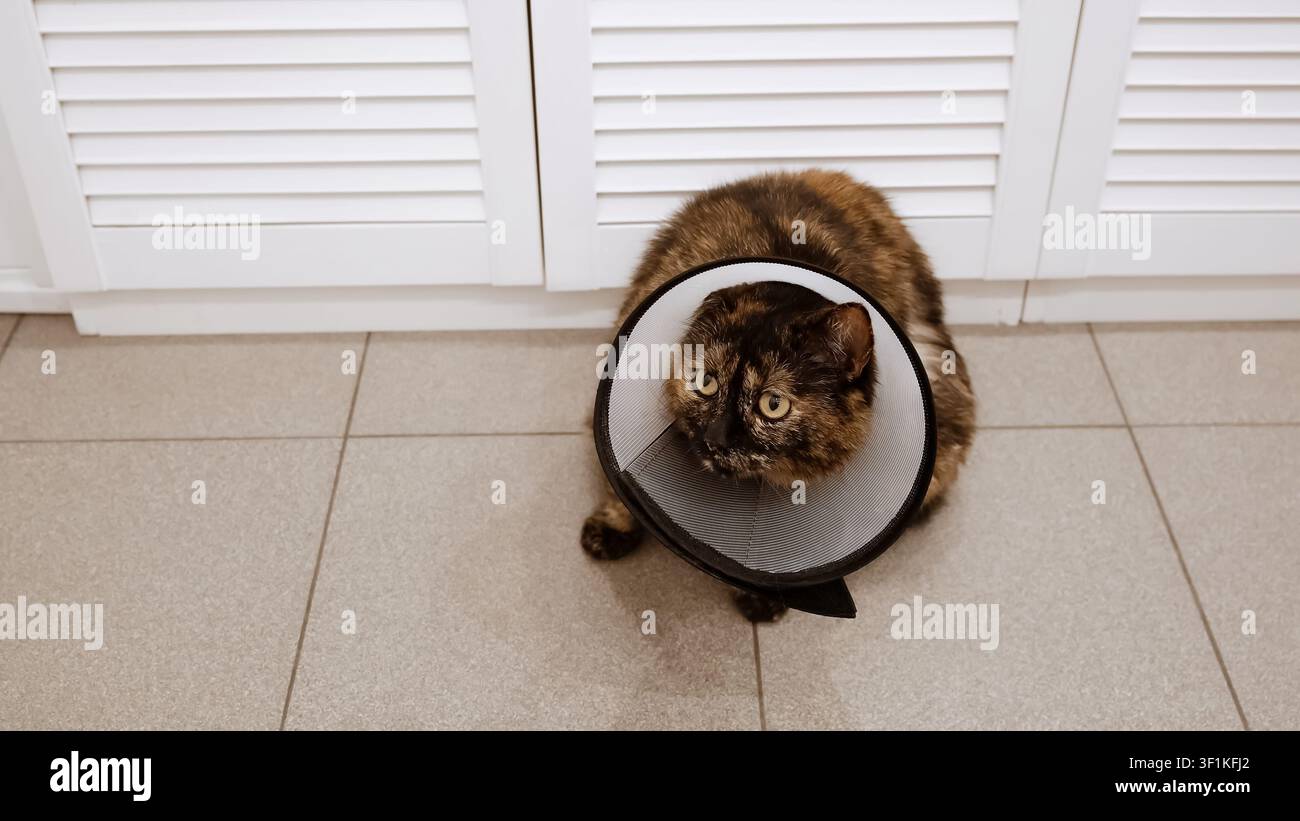 Hauskatze mit elisabethanischem Kragen am Hals, die nach Verletzung, Operation, Sterilisation oder Kastration wartet. Haustierbehandlung. Schutztierarzt Stockfoto