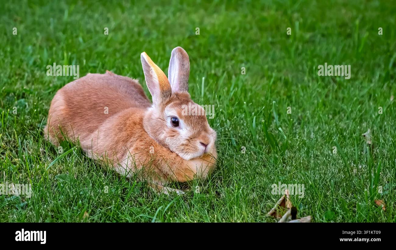 Die Katze schnüffelt den Osterhasen auf dem üppigen Rasen im Nahaufnahme. Flauschiger brauner Hase läuft auf grünem Gras. Süßes beige Felltier ruht auf der Wiese. Nutztier Stockfoto