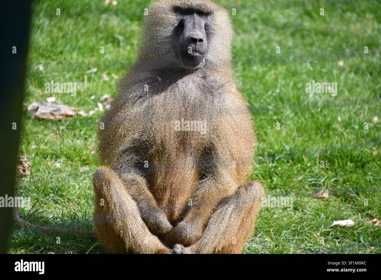 Hamadryas-Pavian sitzt auf Gras in einem Zoo-Wildtiergehege, Vereinigtes Königreich Stockfoto