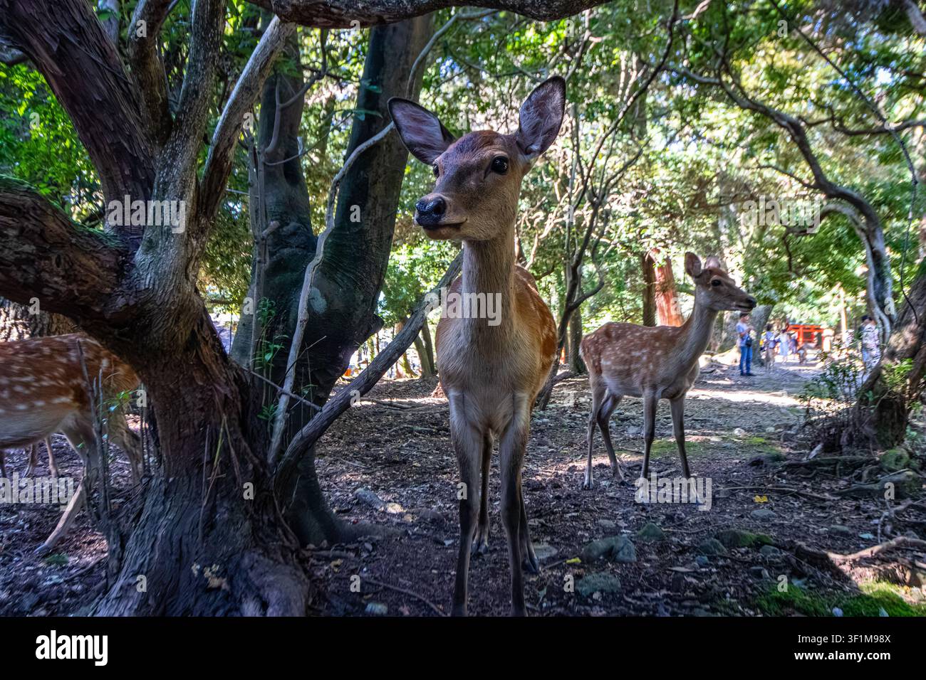 Eine Nahaufnahme von ein paar Sikahirsch in einem Waldpark in Nara, Japan Stockfoto