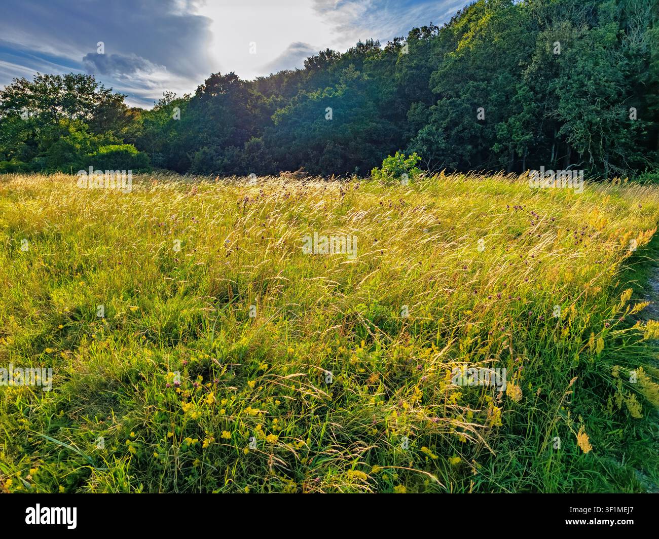 Ruhige Landschaft ideal für Natur, Wellness und umweltfreundliches Branding Stockfoto