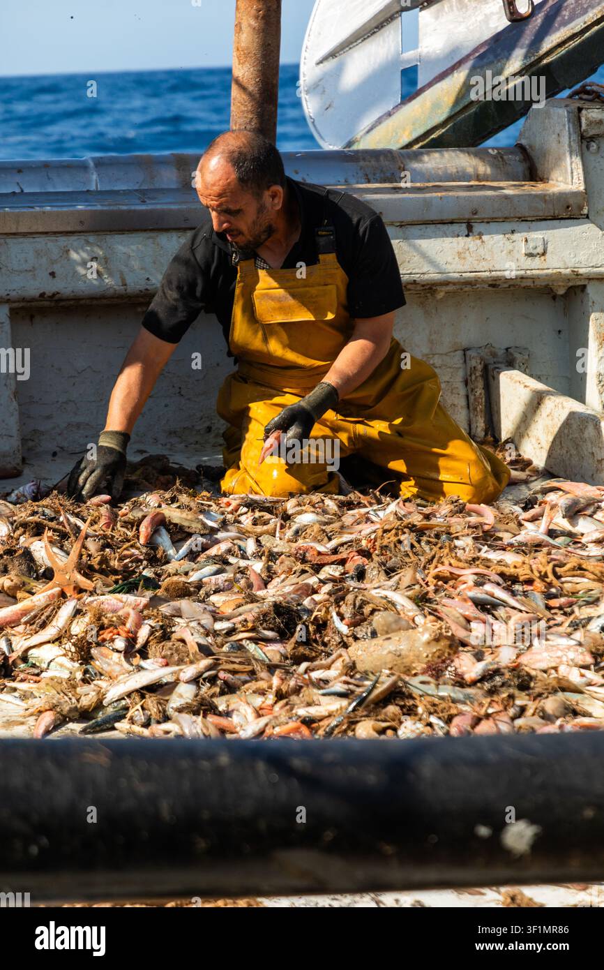 Kommerzieller Fischer in gelben wasserdichten Latzhosen sortiert gemischte Fische und Beifänge auf einem Arbeitsbootdeck auf See, betont die Ernte von Meeresfrüchten, Labo Stockfoto