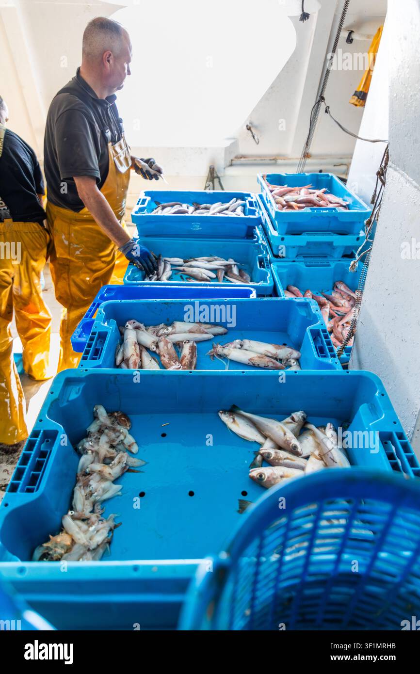 Kommerzieller Fischer in gelber wasserdichter Ausrüstung sortiert frischen Fisch und Tintenfisch in blauen Plastikboxen auf dem Deck eines Fischereifahrzeugs, wobei Meeresfrüchte und fi Stockfoto