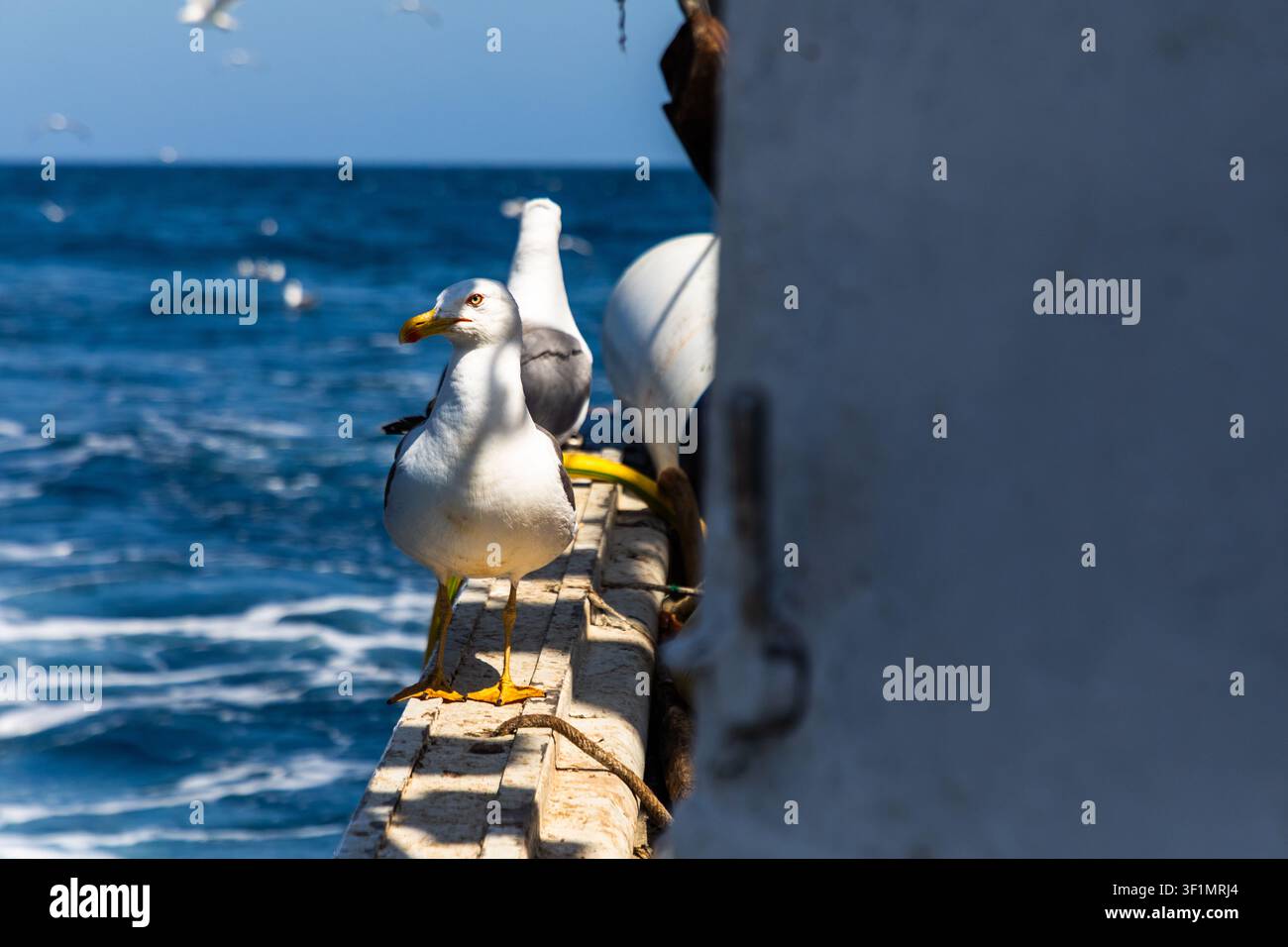 Nahaufnahme einer Möwe, die auf der Reling eines Fischerboots sitzt, mit hellblauer Meeresfläche und fernen Horizont, sonnenbeschienenen Federn und maritimer Atmosphäre, geringe Tiefenschärfe Stockfoto
