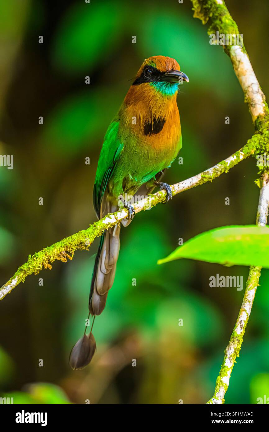 Breitschnabelmotmot (Electron platyrhynchum), Laguna del Lagarto, Boca Tapada de San Carlos de Alajuela, Costa Rica Stockfoto