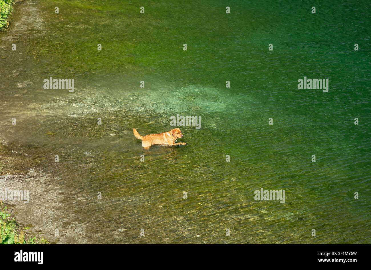 Golden Retriever, der an einem sonnigen Sommertag durch einen kristallklaren alpinen See in den italienischen Alpen watet. Stockfoto