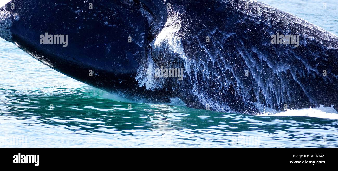 Eine extreme Nahaufnahme eines auftauchenden Südlichen Rechtswals in der Nähe von Hermanus in Südafrika Stockfoto