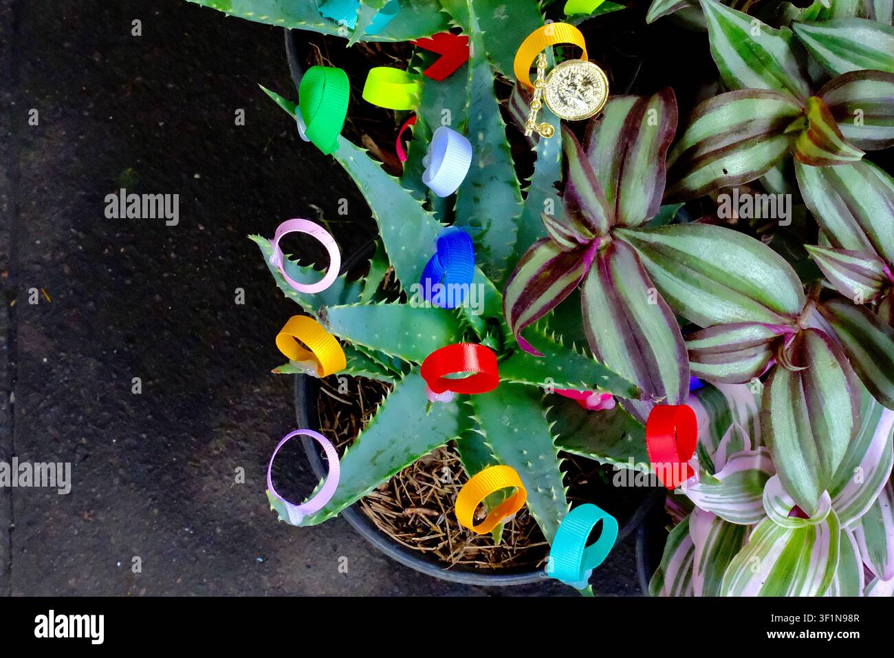 Oberblick auf eine stachelige Aloe-Vera-Pflanze, geschmückt mit Bändern (Mexiko-Stadt, CDMX, Mexiko) Stockfoto