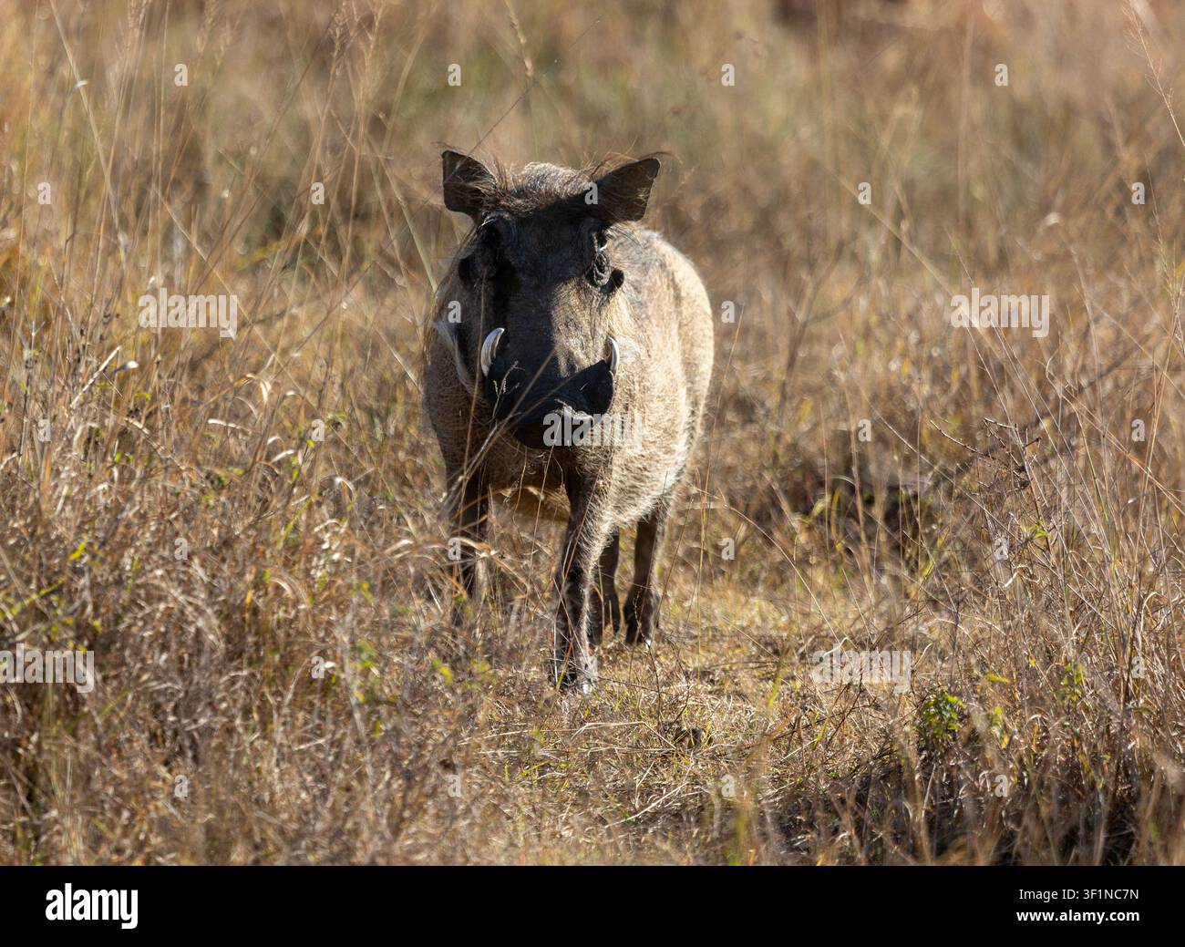 Ein einsames Warzenschwein blickt geradeaus in der Savanne von Südafrika Stockfoto