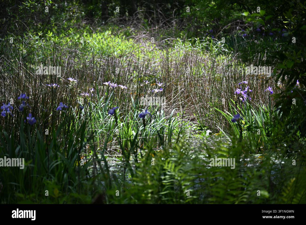Wildblaue Schwertlilien blühen in den Zypressengärten des Feuchtgebiets in South Carolina Stockfoto