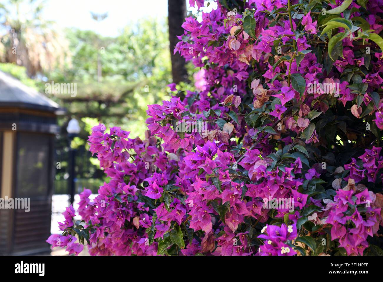 Rosa Bougainvillea, die neben einem sonnenbeschienenen Gebäude herabstürzt Stockfoto