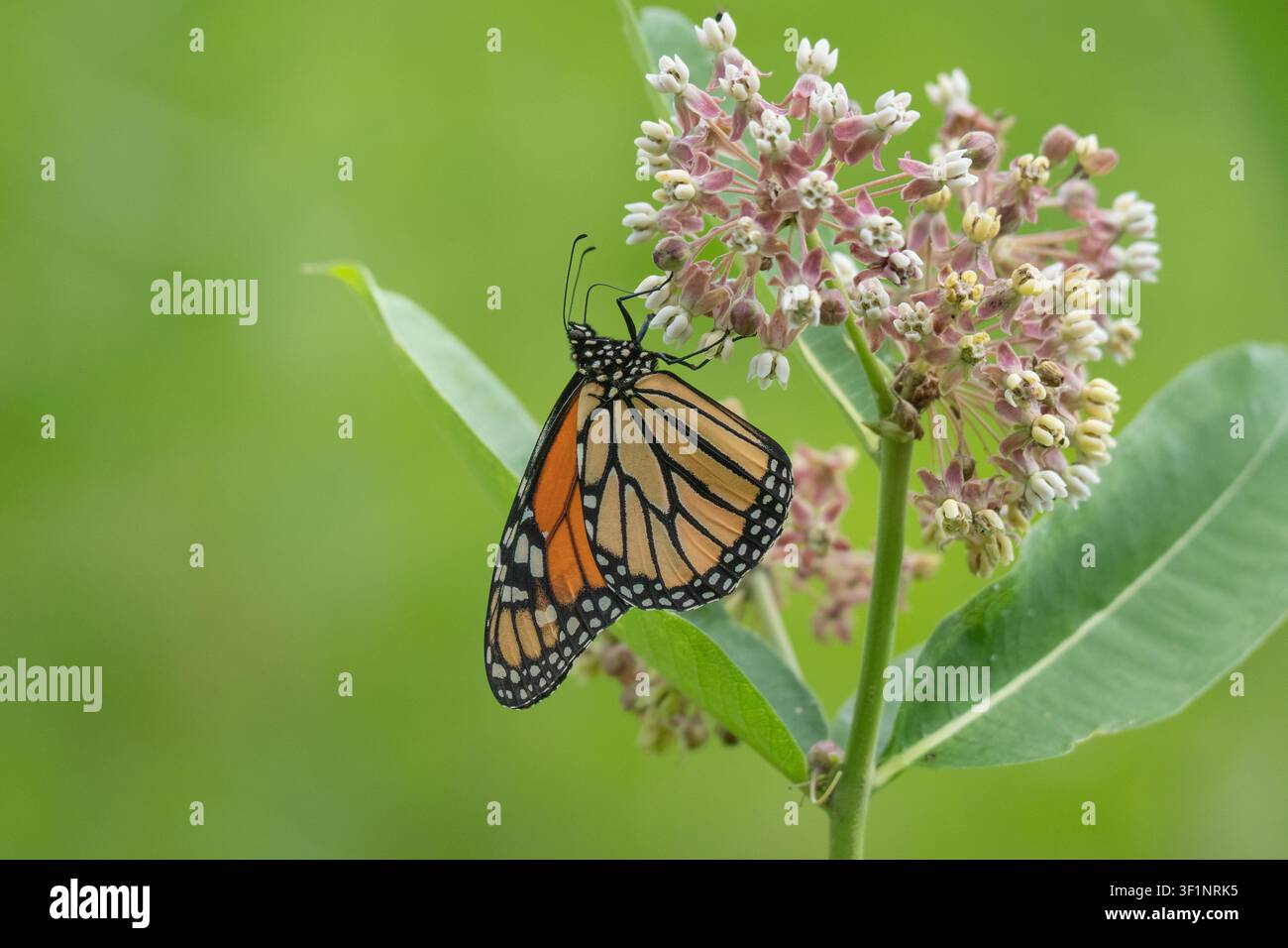 Nahaufnahme eines Monarchfalken (Danaus Plexippus), der an einer gewöhnlichen Wolfsmilchblüte füttert Stockfoto