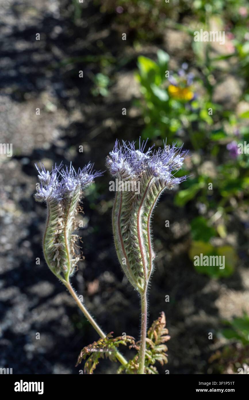 Blühende Honig-Phazelie in einem schwedischen Garten (Phacelia tanacetifolia) Stockfoto