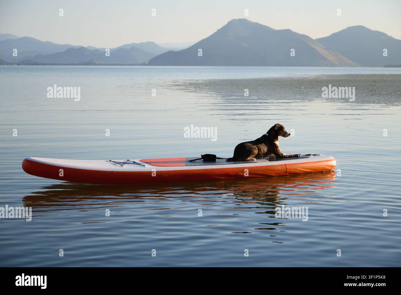 Ein Hund liegt ausgestreckt auf einem langen orangefarbenen Brett auf offenem Wasser. Die spiegelglatte Oberfläche reflektiert entfernte Hügel und den sanften Himmel. Stockfoto