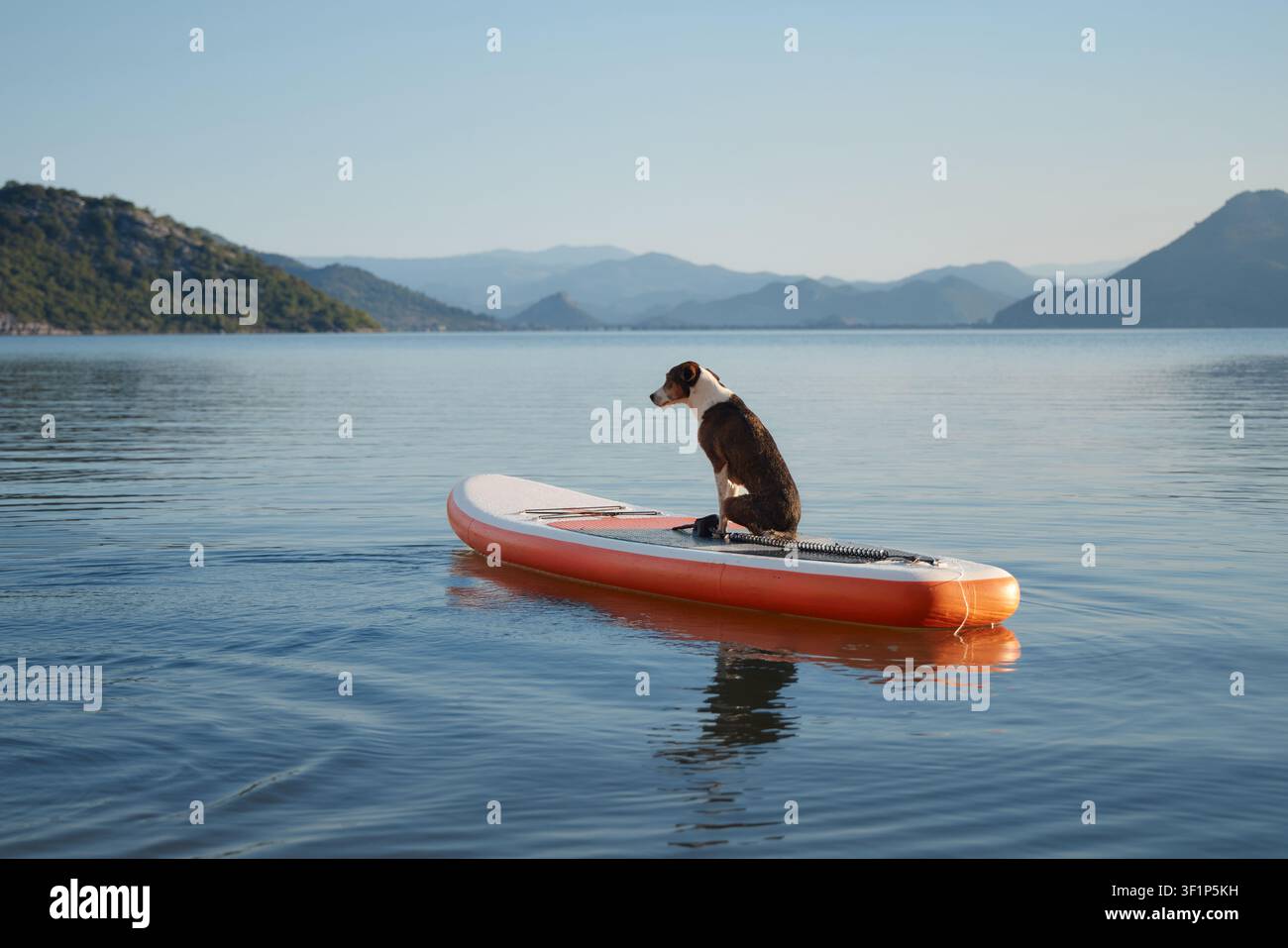 Hund steht aufmerksam auf einem Brett nahe dem Seeufer. Hügel und felsige Küste sind im Hintergrund sichtbar. Stockfoto