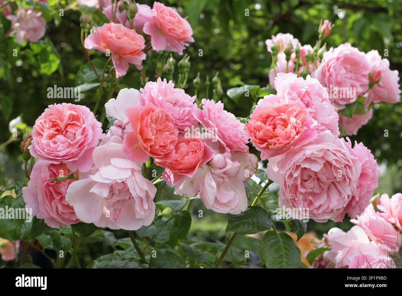 Rose. Rosa Strawberry Hill, duftende rosa englische Kletterrose blüht. Auch genannt Ausrimini. Stockfoto
