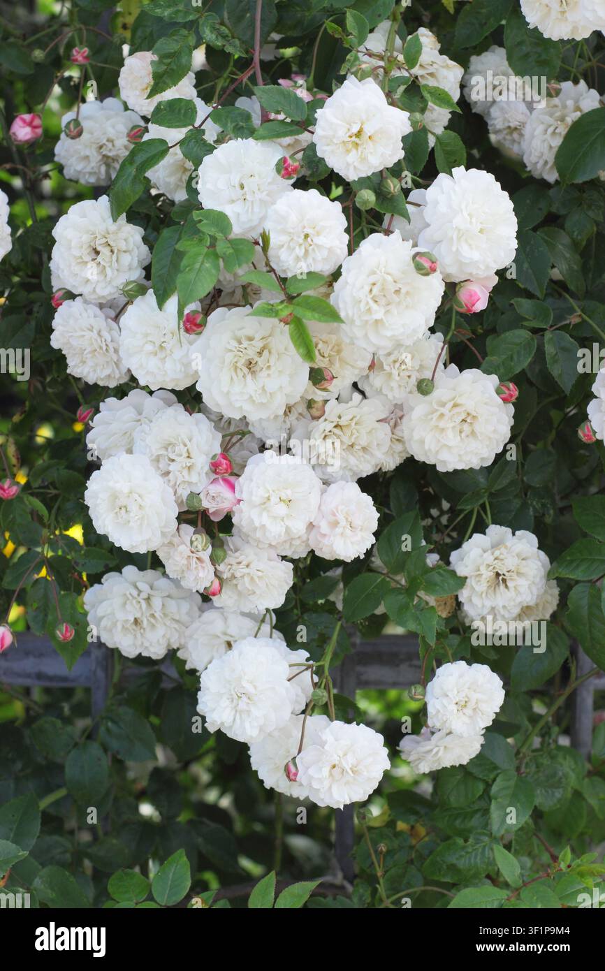 Kletternde Rose, Rosa Felicite Perpetue, 'Félicité Perpétue', auch genannt Kletternde Kleine Weiße Blüte, historische kletternde Rose mit cremeweißen Blüten Stockfoto