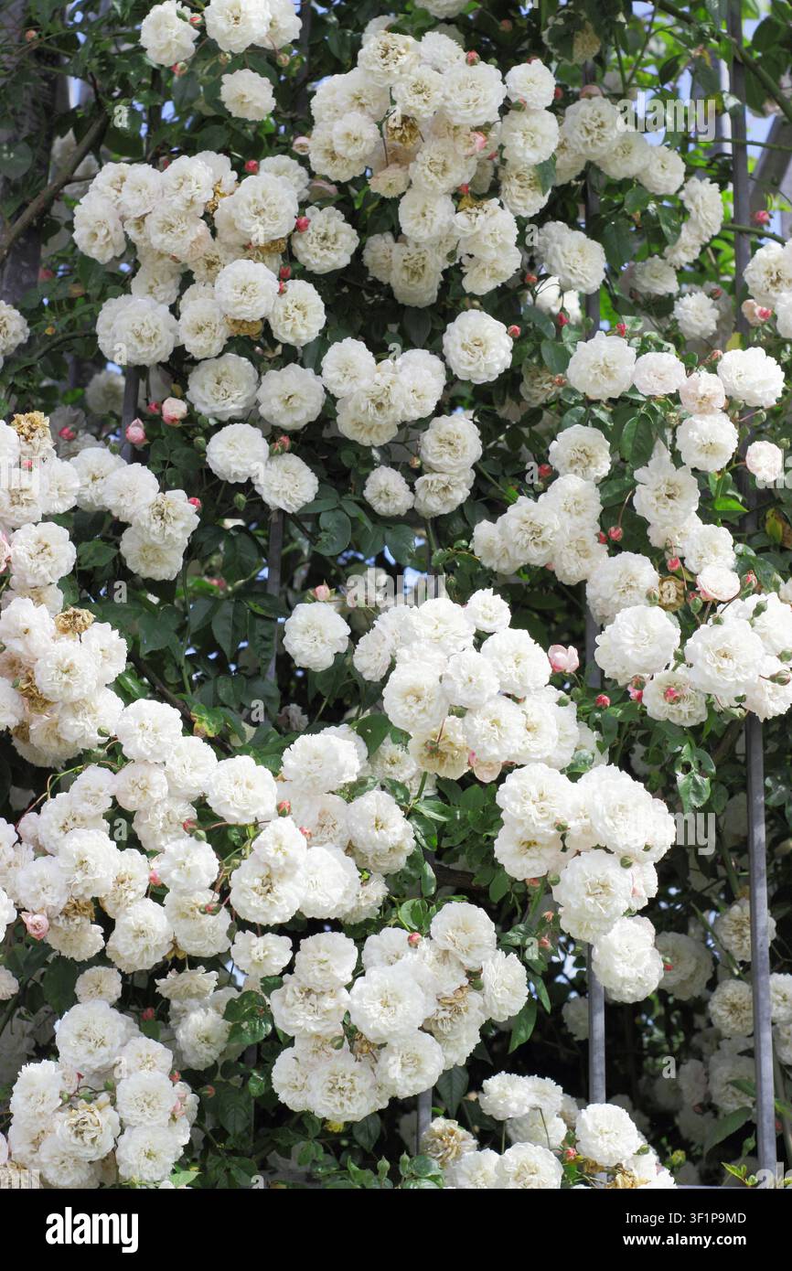 Kletternde Rose, Rosa Felicite Perpetue, 'Félicité Perpétue', auch genannt Kletternde Kleine Weiße Blüte, historische kletternde Rose mit cremeweißen Blüten Stockfoto