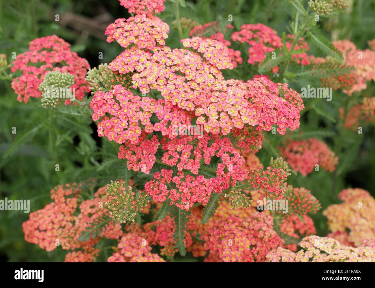Achillea 'Forncett Fletton' Schafgarbe. Auch genannt Achillea millefolium 'Forncett Fletton' blühend in einem englischen Garten im Sommer. UK Stockfoto