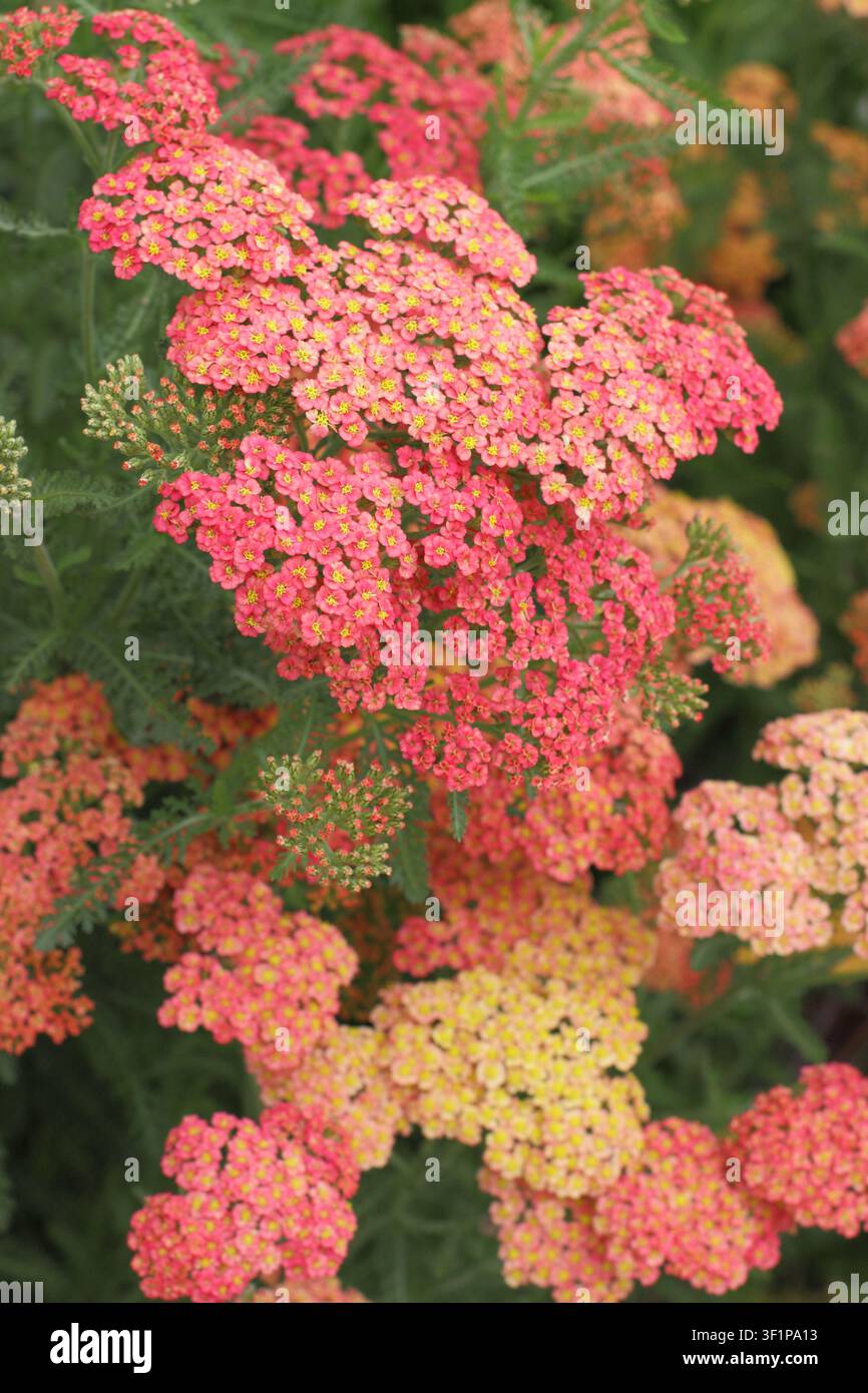 Achillea 'Forncett Fletton' Schafgarbe. Auch genannt Achillea millefolium 'Forncett Fletton' blühend in einem englischen Garten im Sommer. UK Stockfoto