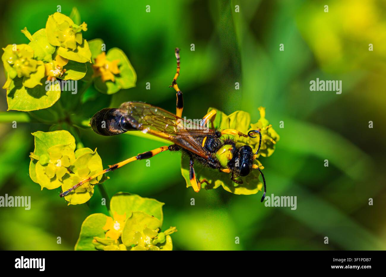 Makro: eine schmalbrüstige Schlammwespe mit gelben und schwarzen Beinen auf hellgrünen Wolfsmilchblüten. Helle Nahaufnahme des eleganten Einzelgängers Stockfoto
