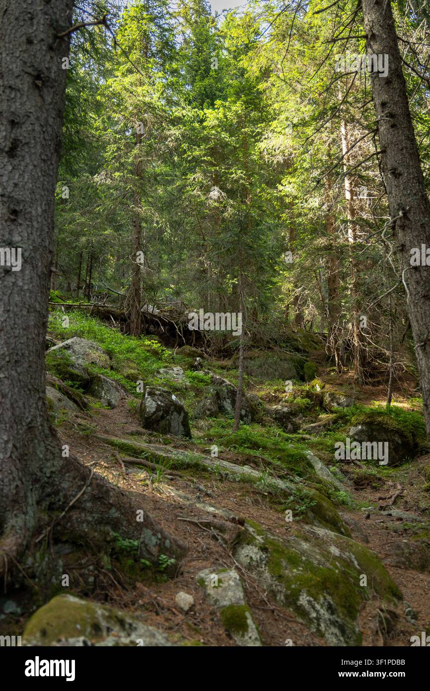Dichter alpiner Nadelwald mit moosbedeckten Felsen und hohen immergrünen Bäumen in den italienischen Alpen bei sanftem Sommerlicht. Stockfoto