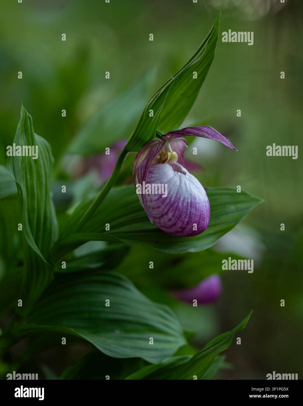 Cypripedium 'Sabine' (Damenschuh-Orchidee) in Blüte mit einer zarten rosa Beutelblüte und üppigem grünem Laub. Botanische Nahaufnahme. Stockfoto