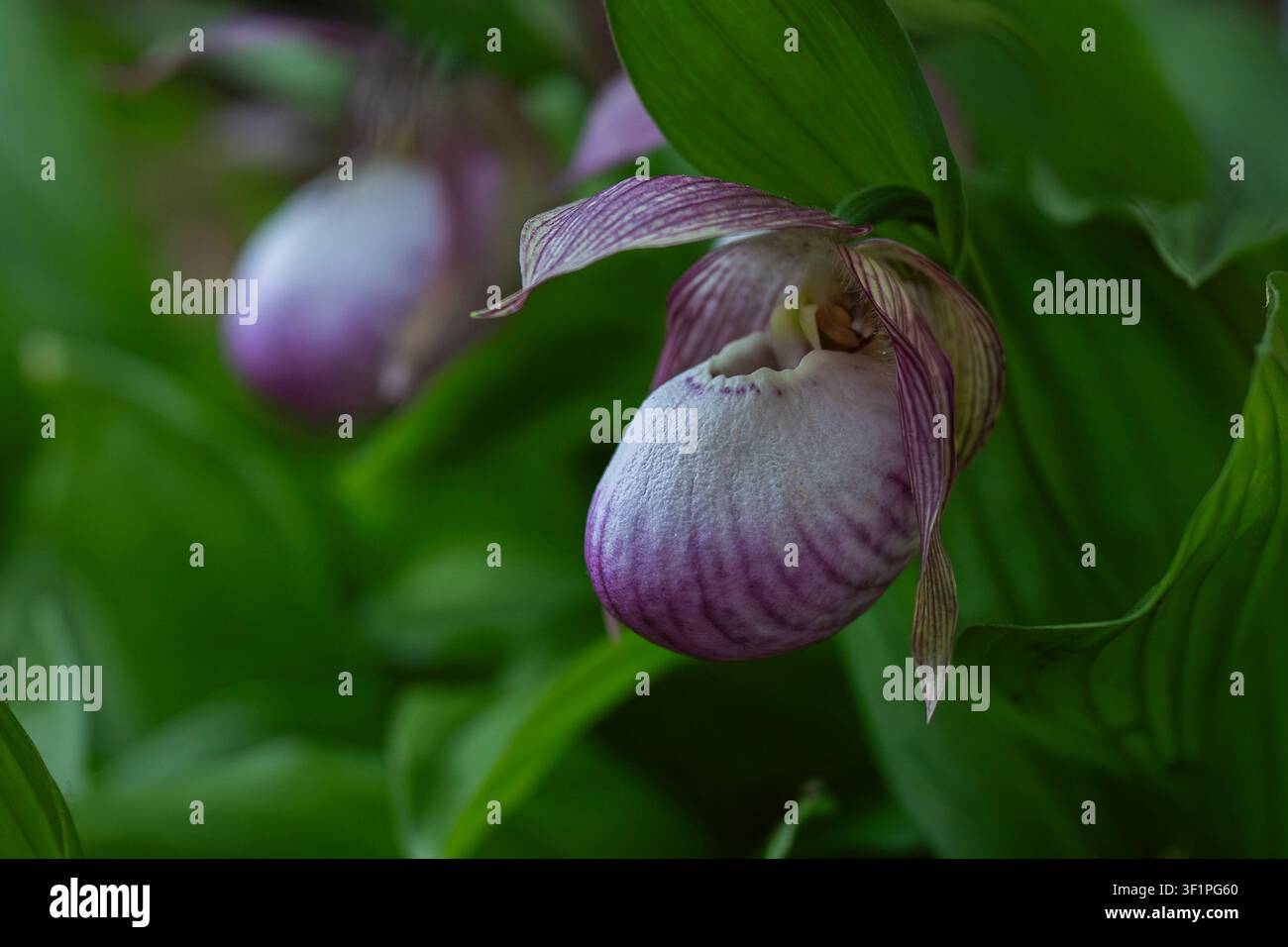 Cypripedium 'Sabine' (Damenschuh-Orchidee) in Blüte mit einer zarten rosa Beutelblüte und üppigem grünem Laub. Botanische Nahaufnahme. Stockfoto