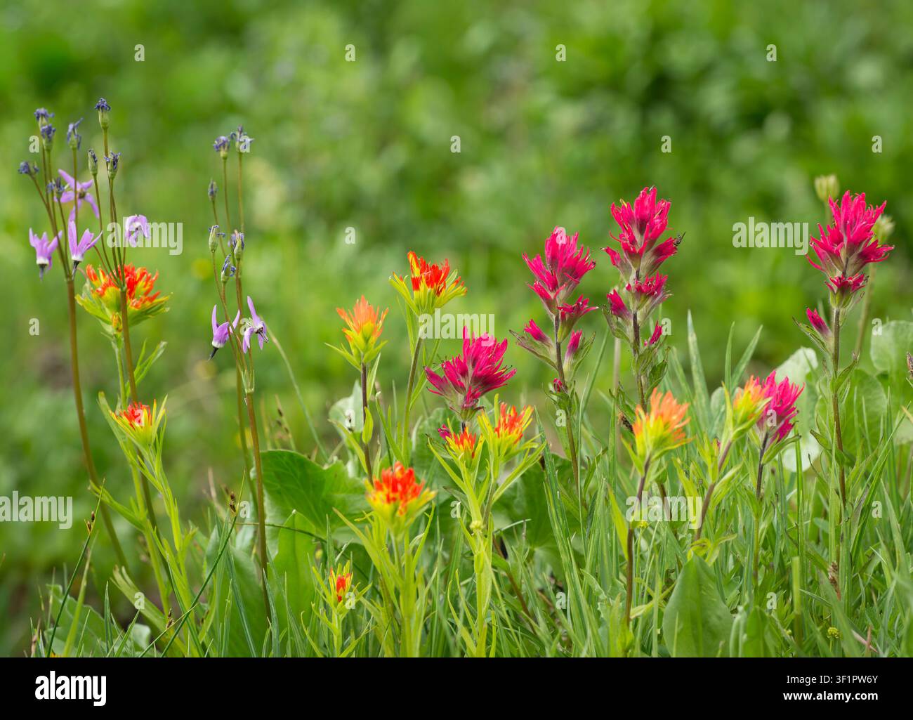 Wildblumen auf einer Wiese am Todd Lake, Kaskadenkette, Zentral-Oregon. Stockfoto