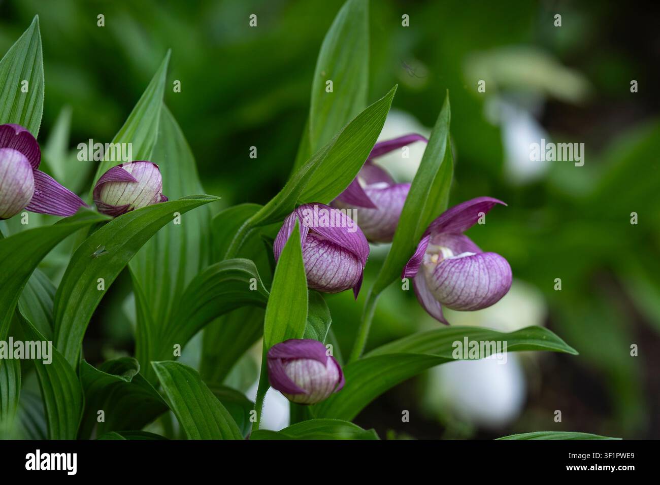 Cypripedium macranthos (Großblütige Frauenschuh-Orchidee) mit lebhaften rosa schuhförmigen Blüten zwischen üppigem grünem Laub. Stockfoto