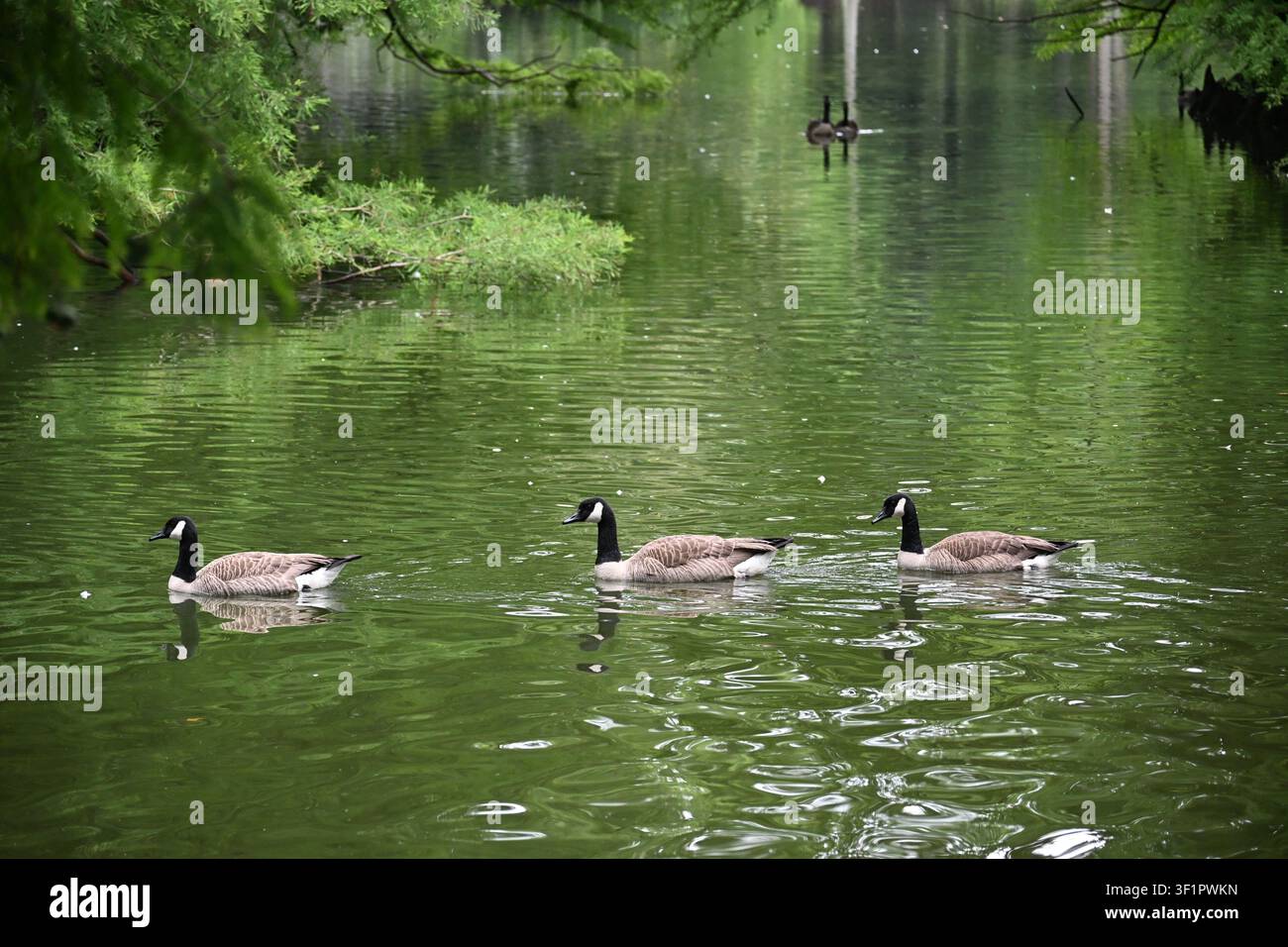 Kanada-Gänse schwimmen auf einem ruhigen Teich Stockfoto