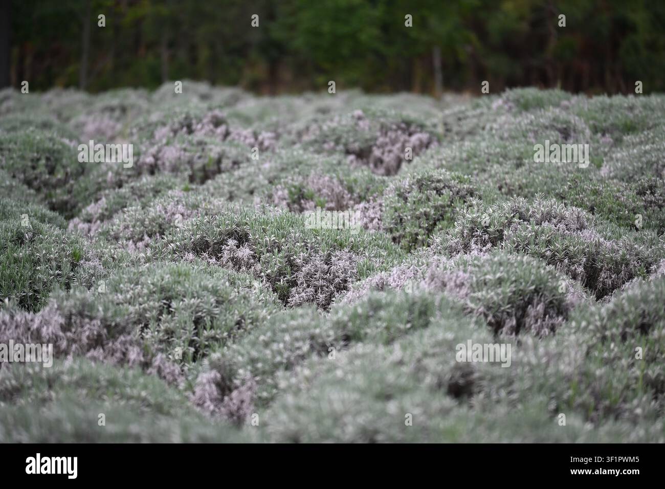Feld mit silbrig-grünen Sträuchern in South Carolina, USA Stockfoto