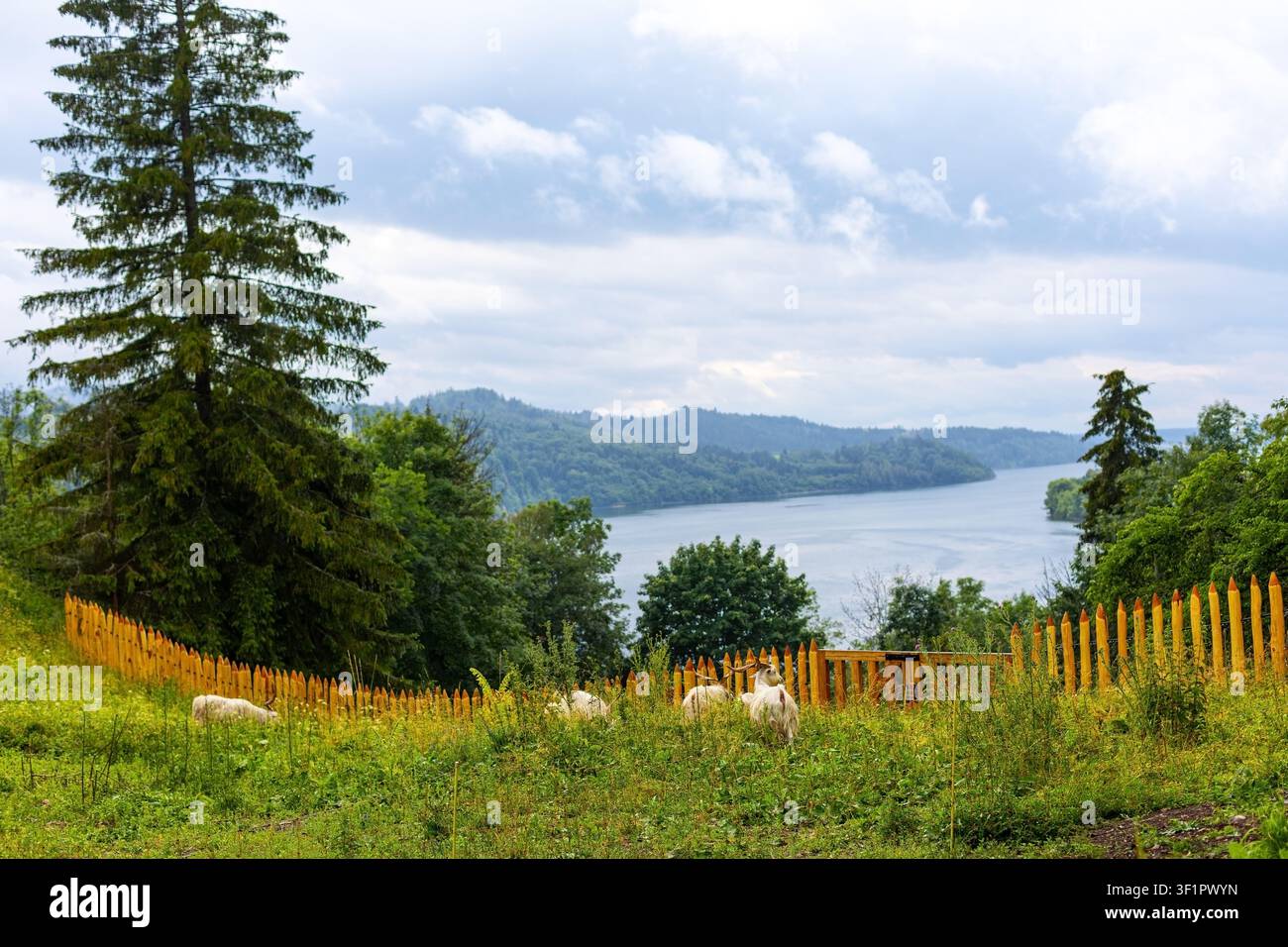 Weiße Ziegen, die über einem Waldsee weiden. Weiße Ziegen weiden auf einer eingezäunten grünen Wiese mit Blick auf einen ruhigen See, bewaldete Hügel, hohe Bäume und eine sanfte Stockfoto