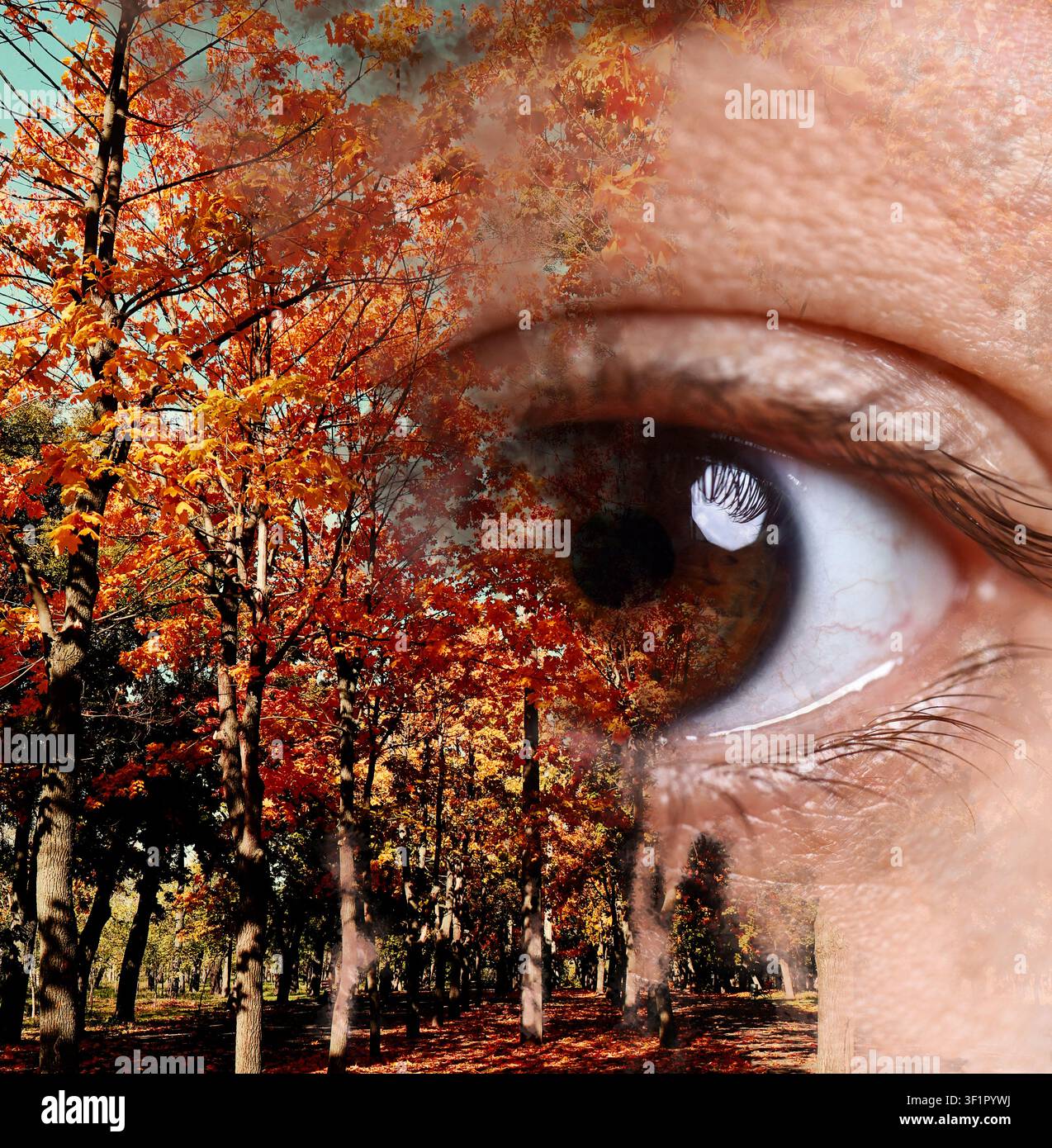 Menschliches Auge und Herbstbäume, Doppelbelichtung. Collage, die passende Farben zeigt Stockfoto