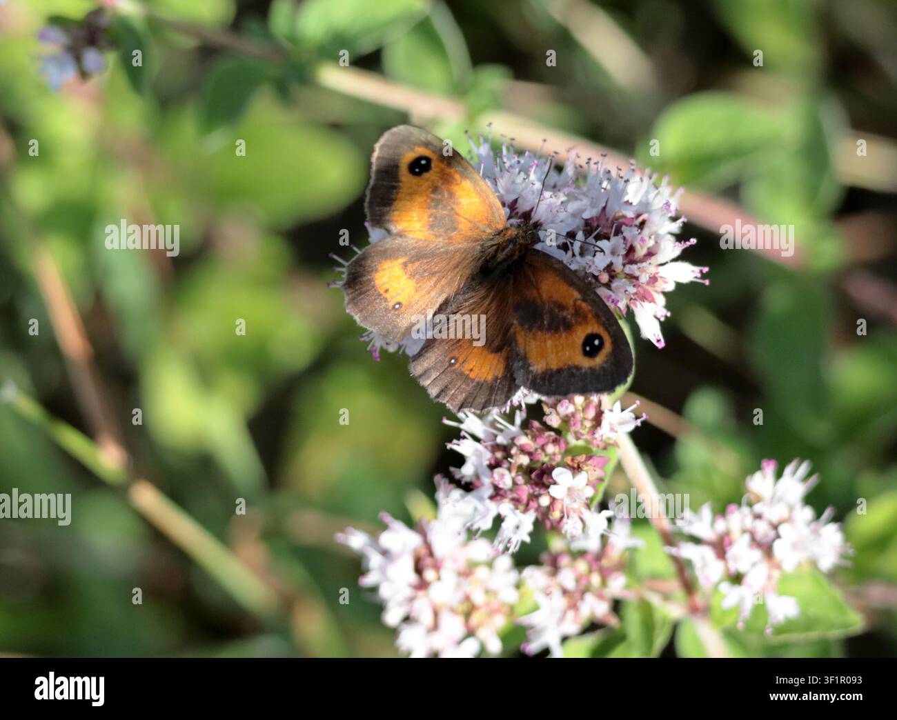 Ein Gatekeeper-Schmetterling füttert sich an Verbene in Sussex Stockfoto