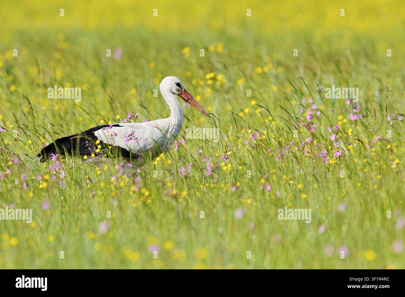 Weißer Storch (Ciconia ciconia) auf einer blühenden Wiese, Baden-Württemberg, Deutschland Stockfoto