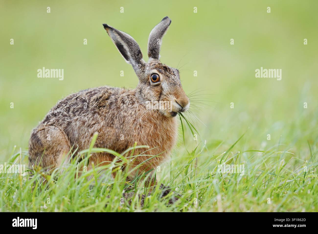 Ein brauner Hase (Lepus europaeus) sitzt auf einer Wiese und frisst Grashalme, Nordrhein-Westfalen, Deutschland Stockfoto