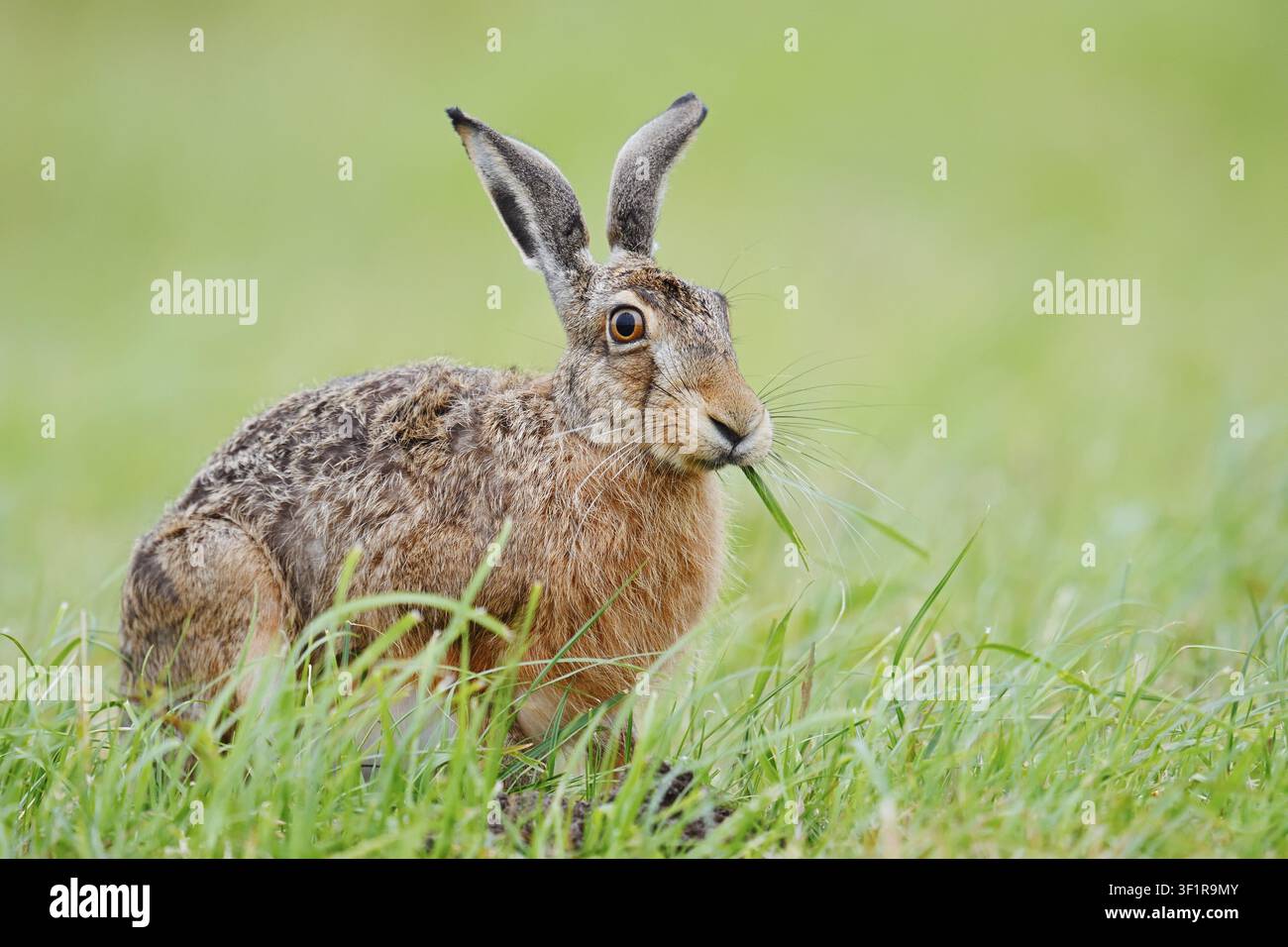 Ein brauner Hase (Lepus europaeus) sitzt auf einer Wiese und frisst Grashalme, Nordrhein-Westfalen, Deutschland Stockfoto