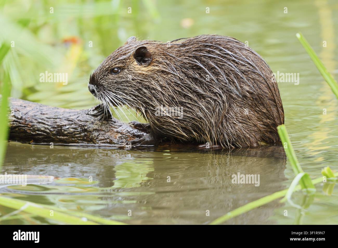 Nutria oder Coypu (Myocastor coypus), Jungtier, Nordrhein-Westfalen, Deutschland, invasive Art in Europa Stockfoto