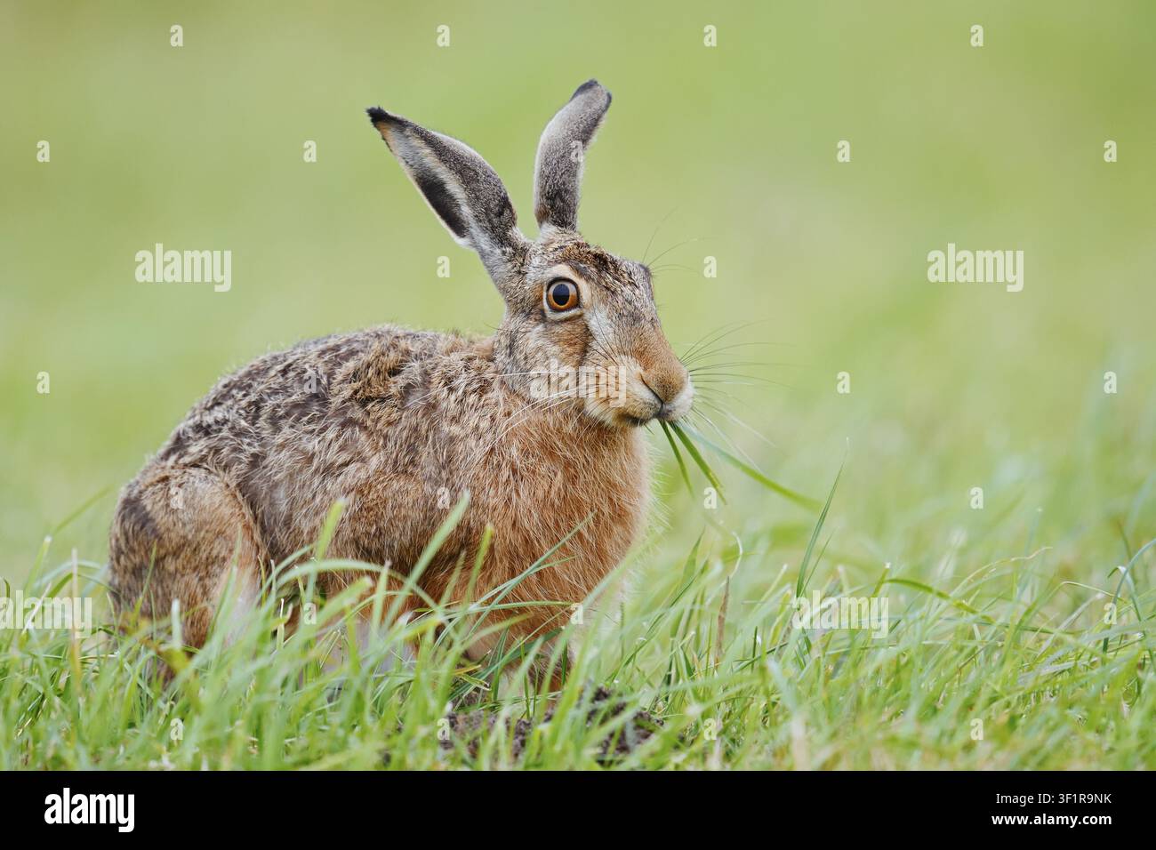 Ein brauner Hase (Lepus europaeus) sitzt auf einer Wiese und frisst Grashalme, Nordrhein-Westfalen, Deutschland Stockfoto