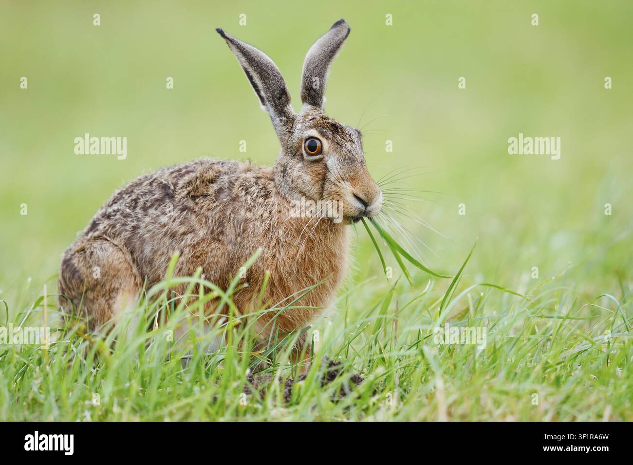Ein brauner Hase (Lepus europaeus) sitzt auf einer Wiese und frisst Grashalme, Nordrhein-Westfalen, Deutschland Stockfoto
