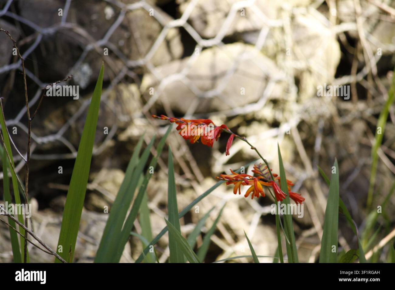 Büschel von orangefarbenen Crocosmia-Blüten mit bogigen Stängeln und langen, schwertförmigen Blättern vor einem Drahtgeflecht- und Stein-Hintergrund, geringe Tiefe und weiche Schärfentiefe Stockfoto