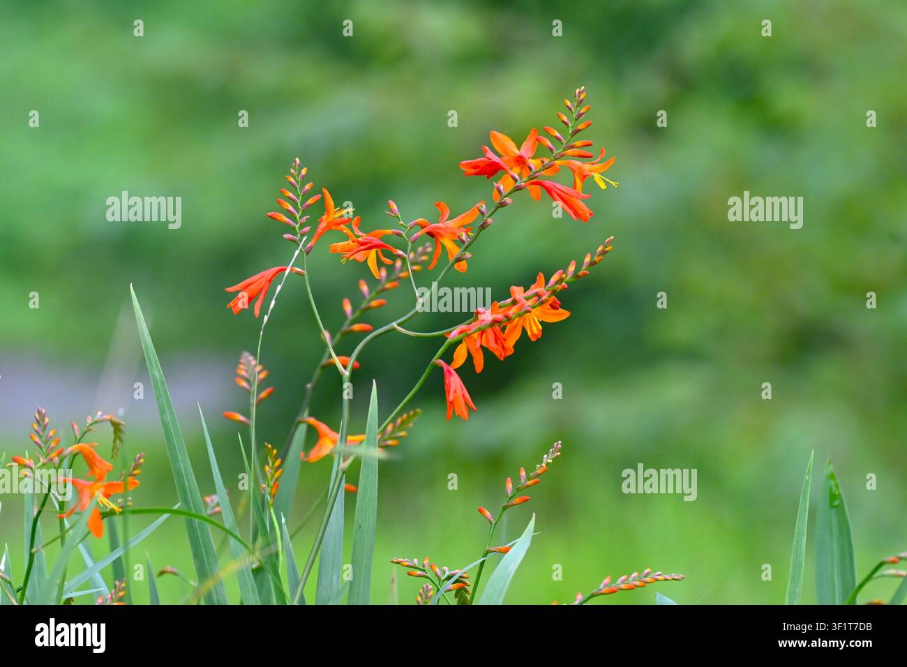 Montbretia (Crocosmia × crocosmiiflora) Blüten. Iridaceae Staude. Sie produziert im Sommer Ähren von lebendigen orangefarbenen Blüten. Stockfoto