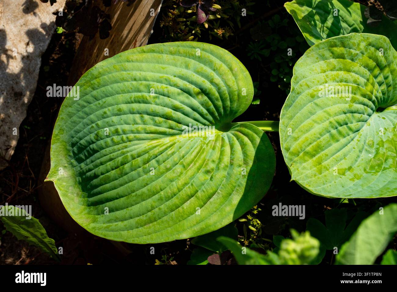 Lebendige grüne Blätter zeigen komplizierte Rillen und Muster in einer üppigen Gartenumgebung bei hellem natürlichem Licht. Stockfoto