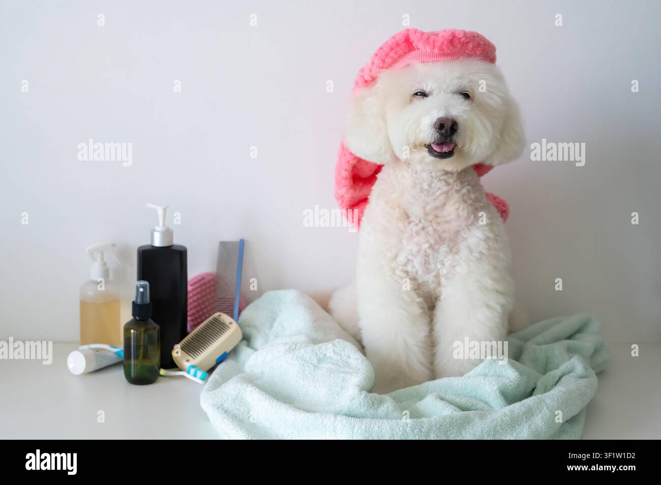 Ein weißer Pudel mit einer rosa Bademütze, der gerade eine erfrischende Dusche zu Hause genommen hat. Stockfoto