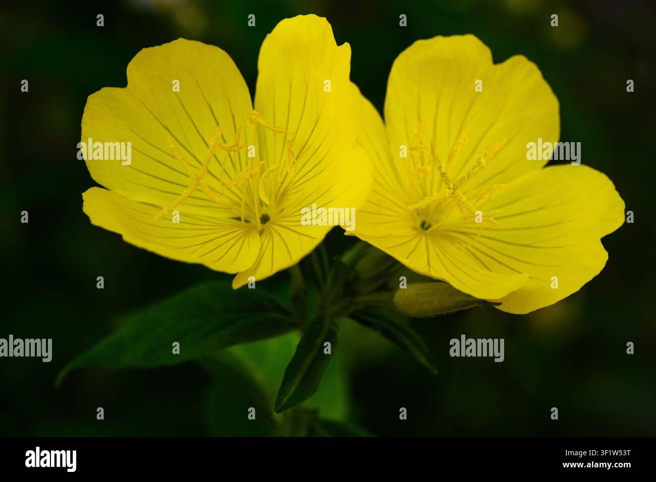 Gelbe Oenothera biennis (Abendprimel) Blüten, die in einem Garten blühen, mit einem weichen verschwommenen grünen Hintergrund. Natürliches Blumenbild, ideal für Botanik Stockfoto