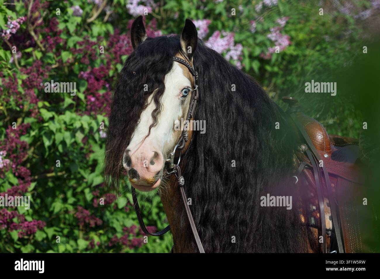 Langhaariges bemaltes Tinker-Pferd vor dem Hintergrund eines blühenden Flieder Gartens Stockfoto