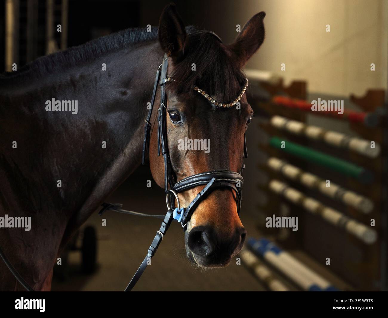 Schönes Fuchs Pferd steht in der Stalltür Stockfoto